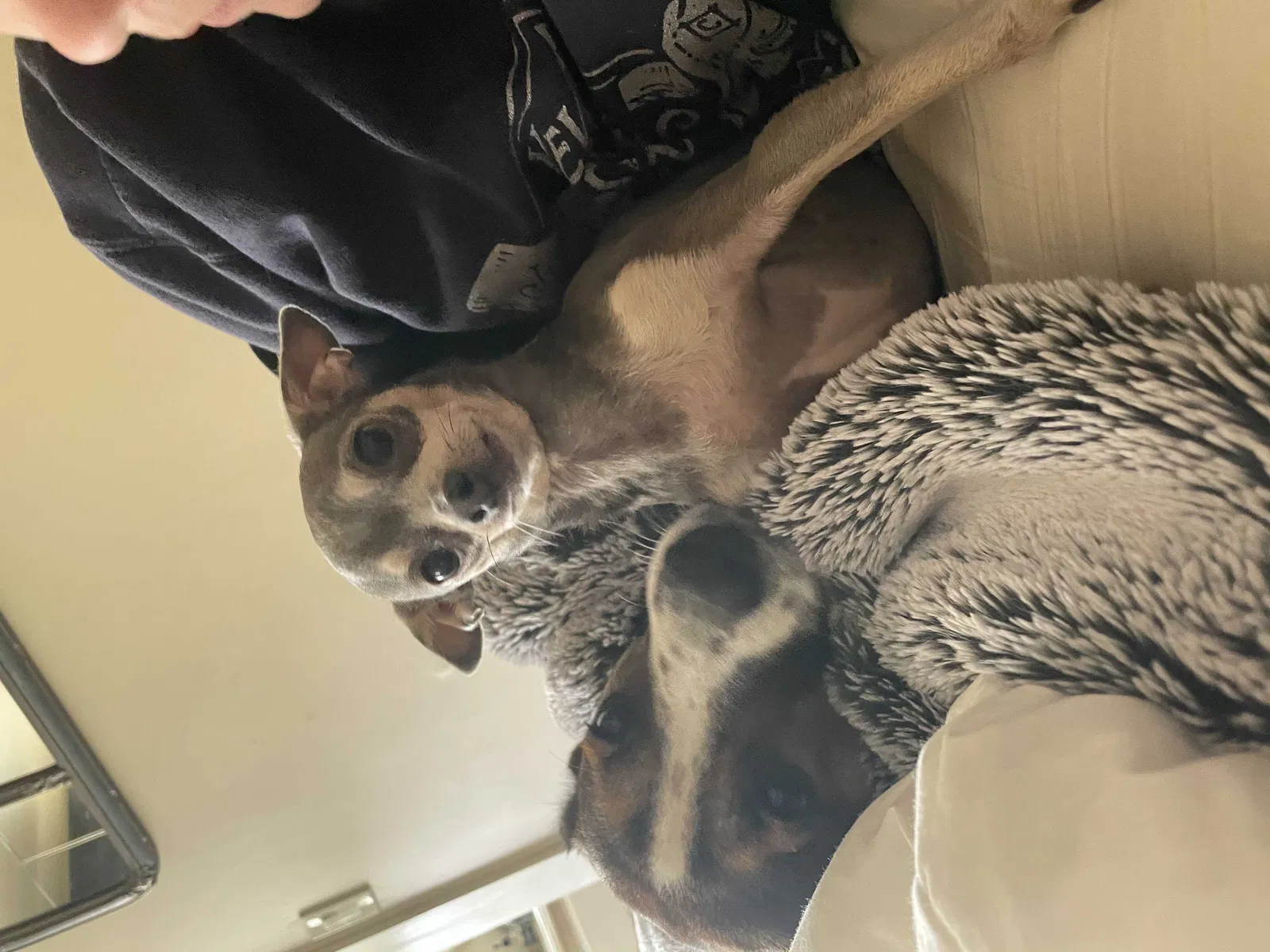 Lost dog in Newcastle, CA, 95658