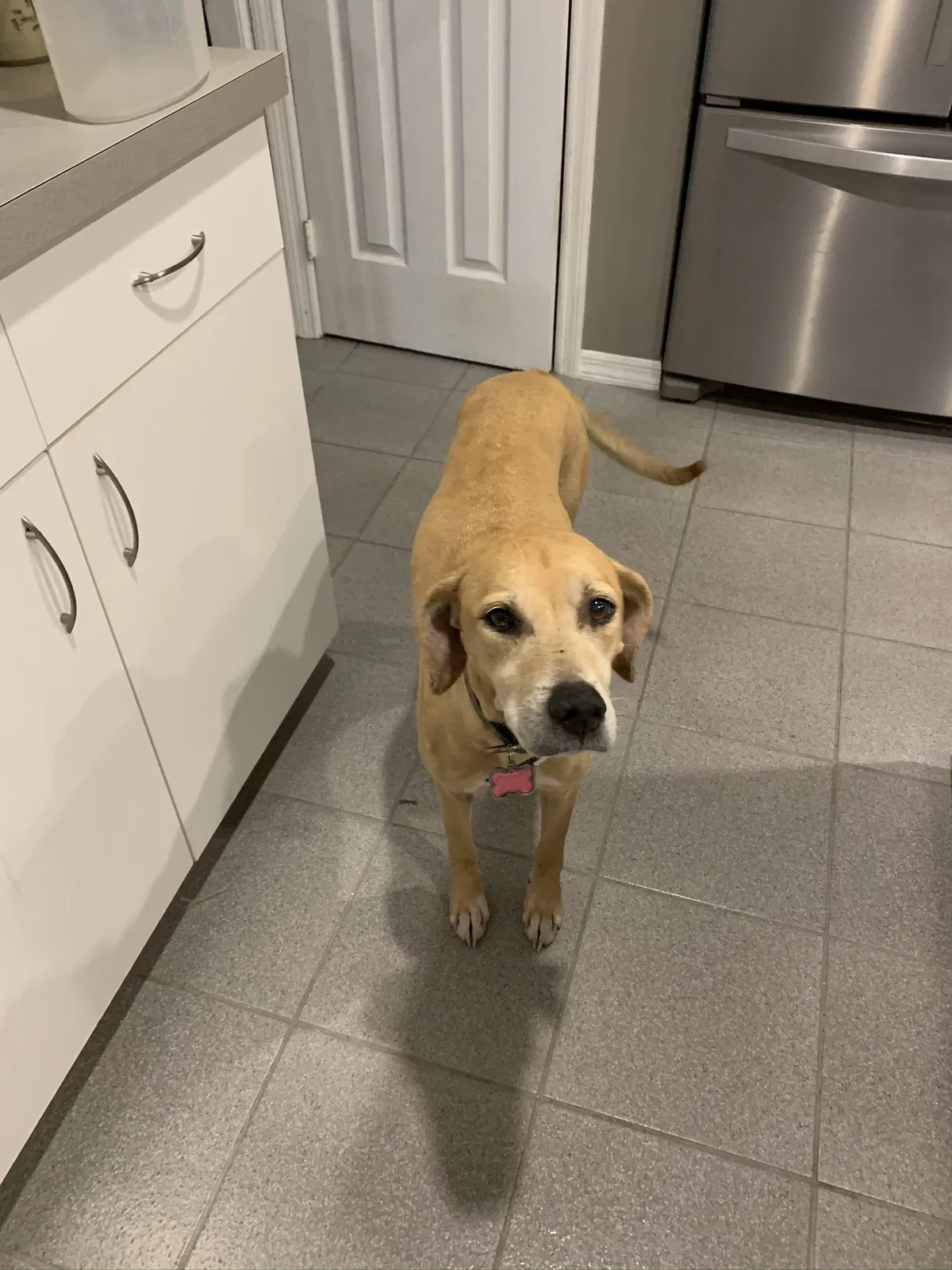 Lost dog in Morriston, FL, 32668