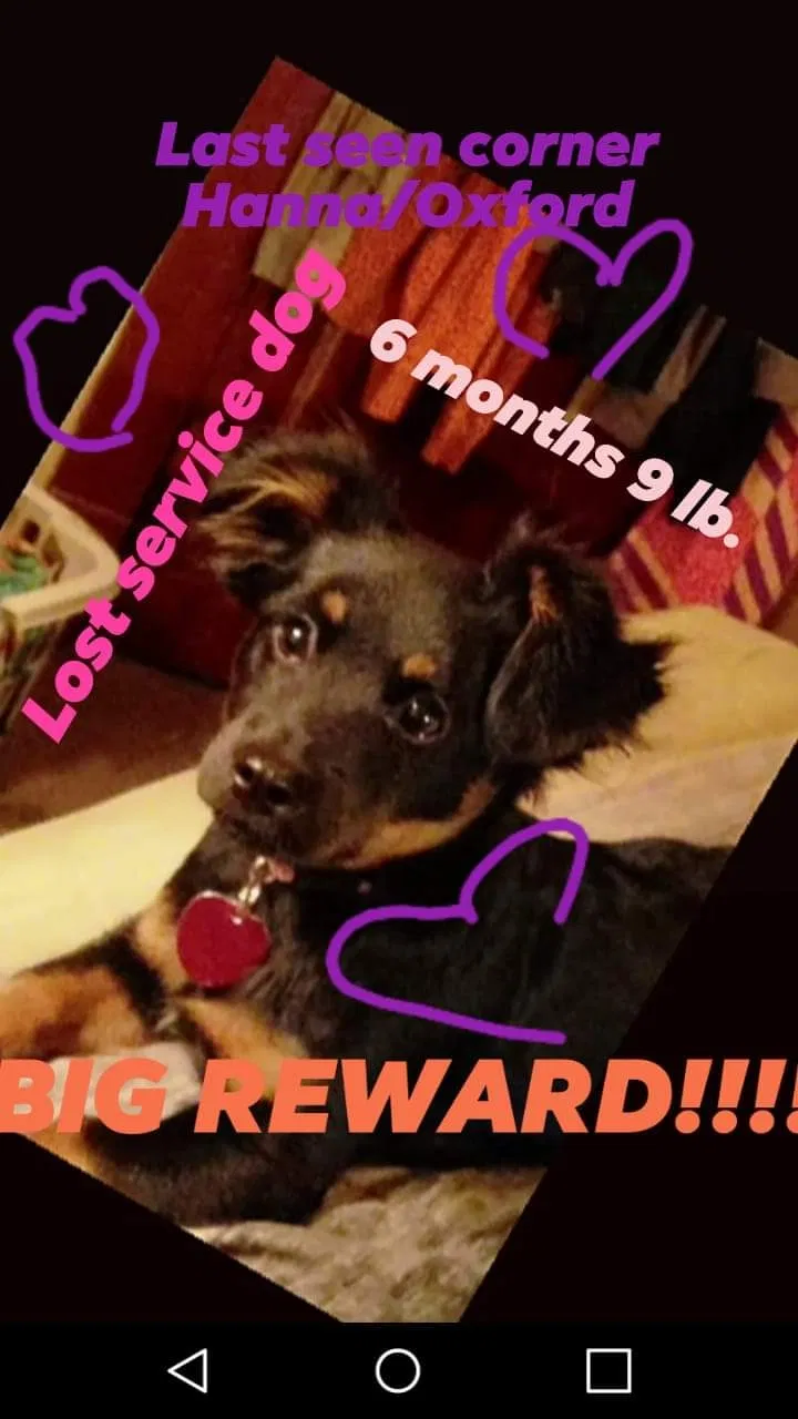 Lost dog in Fort Wayne, IN, 46806