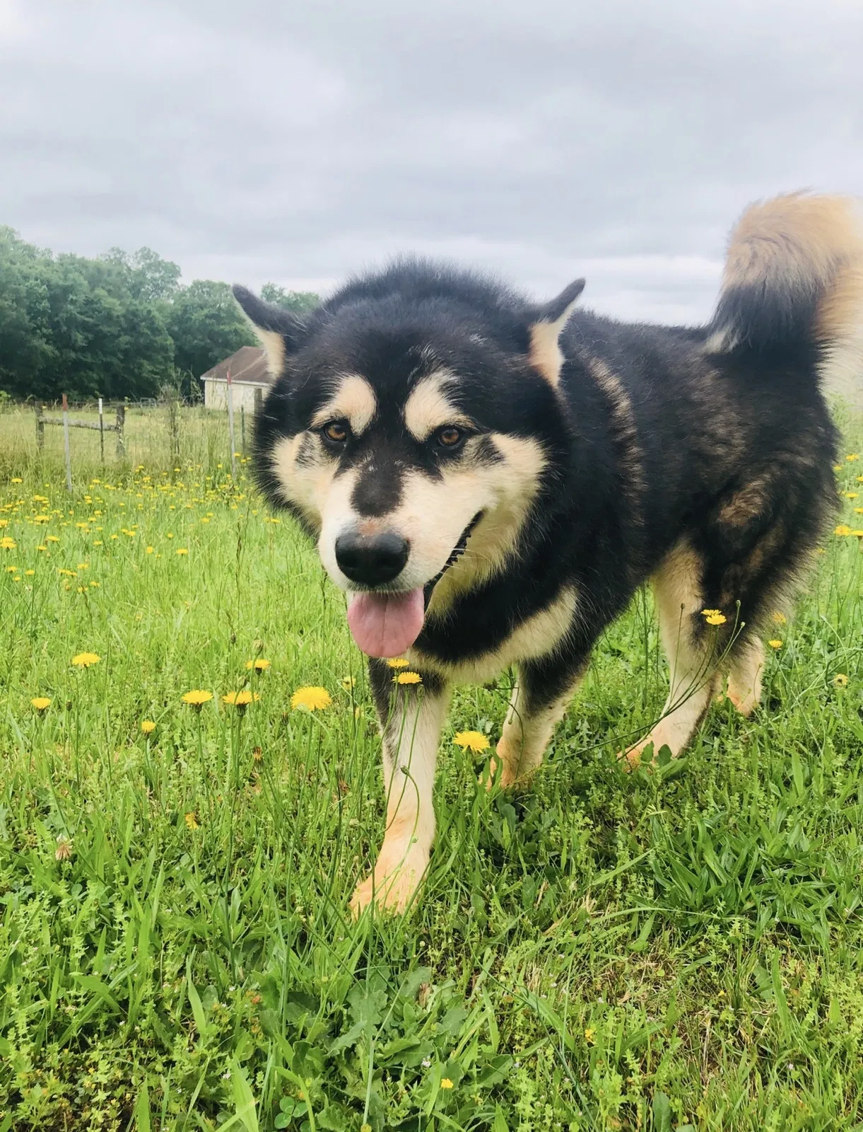 Lost dog in Nicholson, GA, 30565