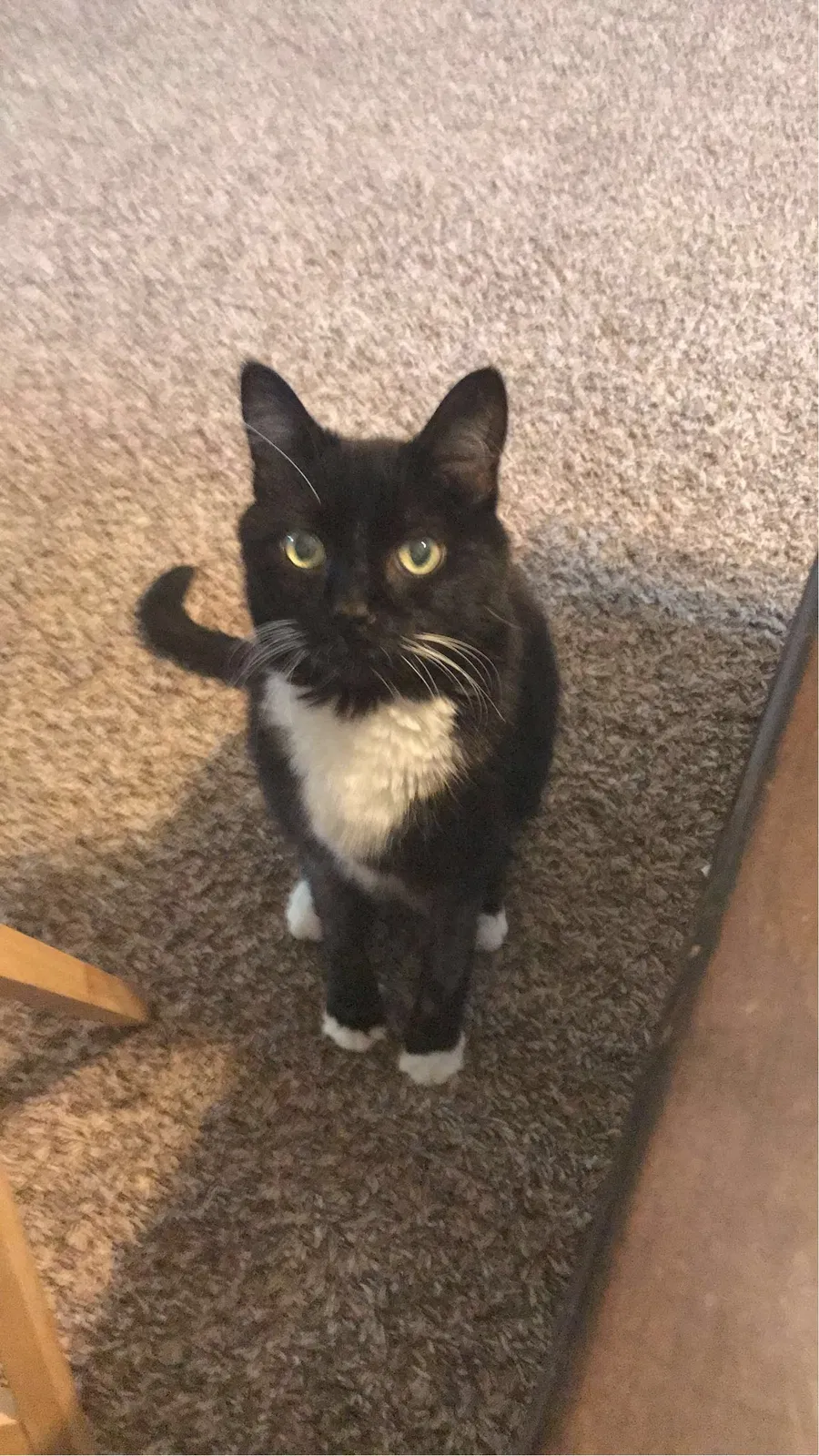 Lost cat in College Station, TX, 77845