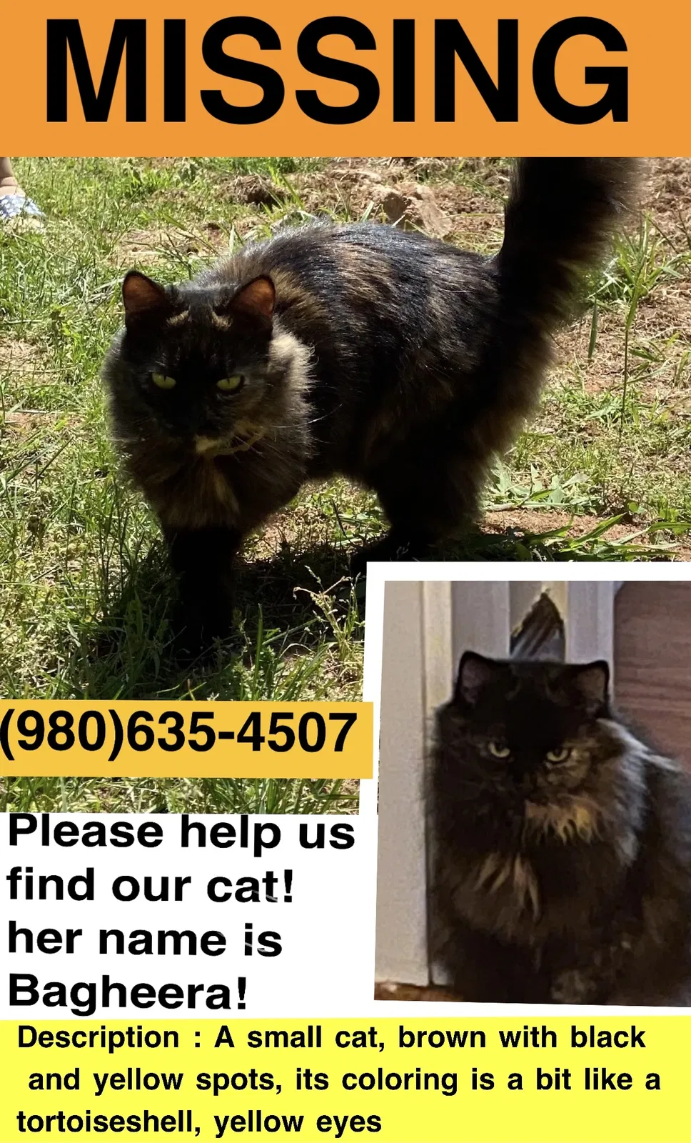 Lost cat in Statesville, NC, 28625