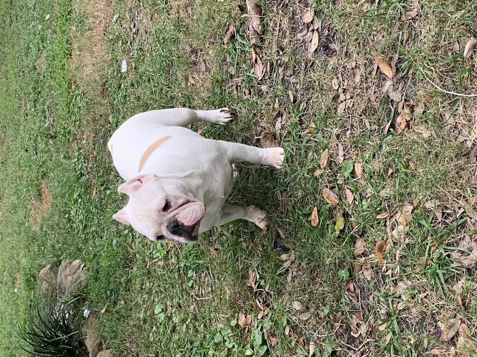 Lost dog in Okeechobee, FL, 34972