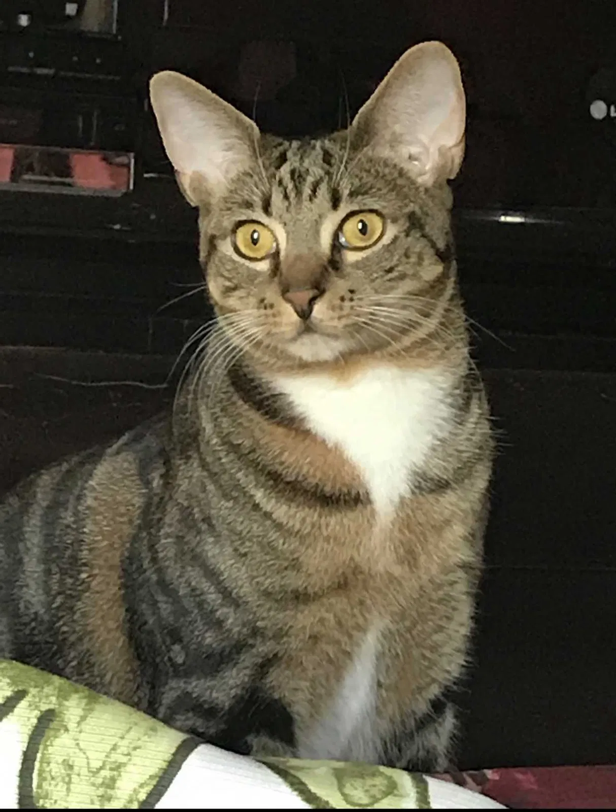 Lost cat in Pompano Beach, FL, 33067