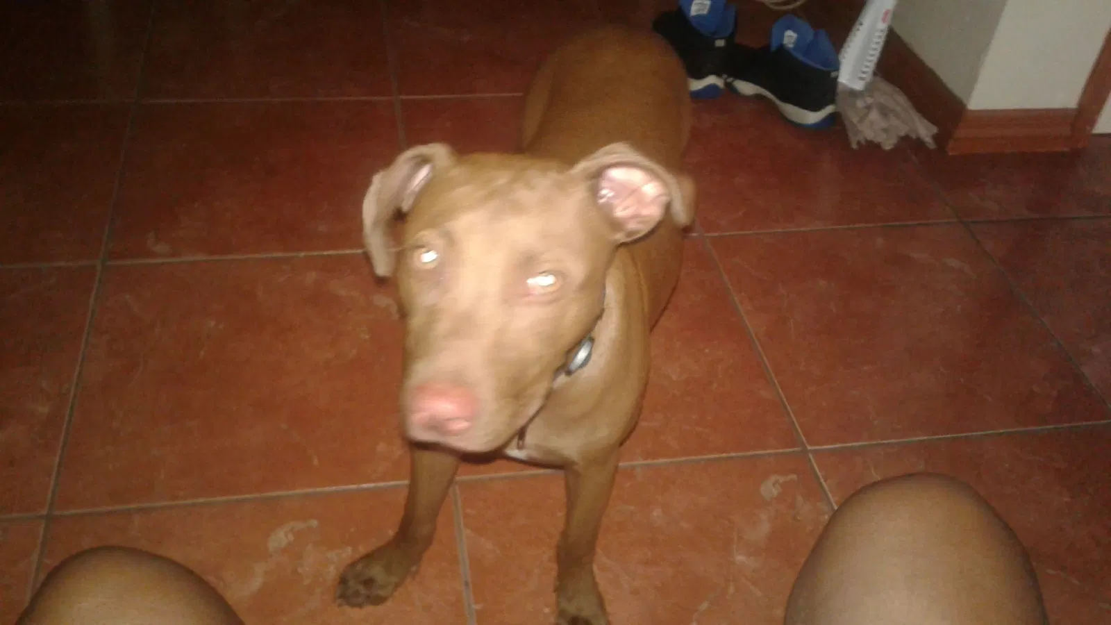 Lost dog in Jacksonville, FL, 32205