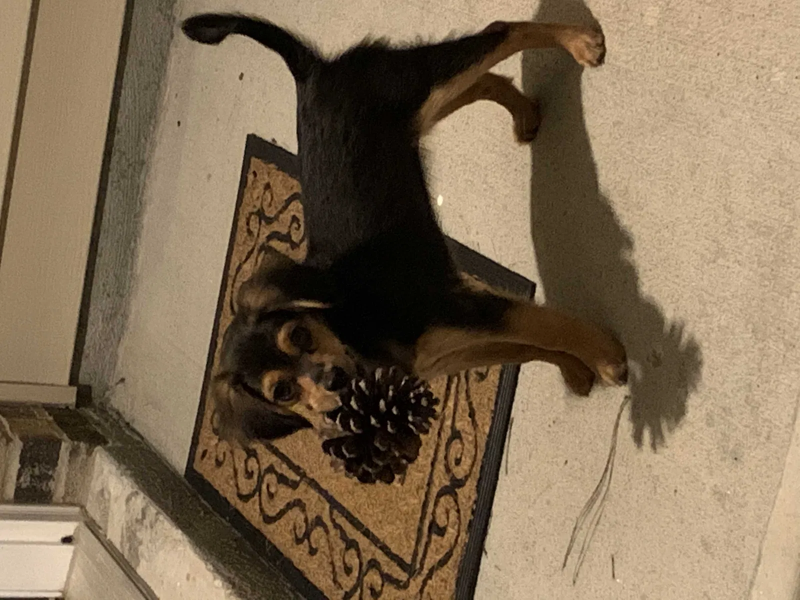 Lost dog in Gastonia, NC, 28056