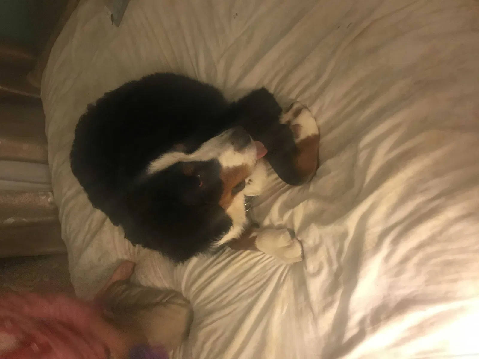 Lost dog in Kansas City, MO, 64130