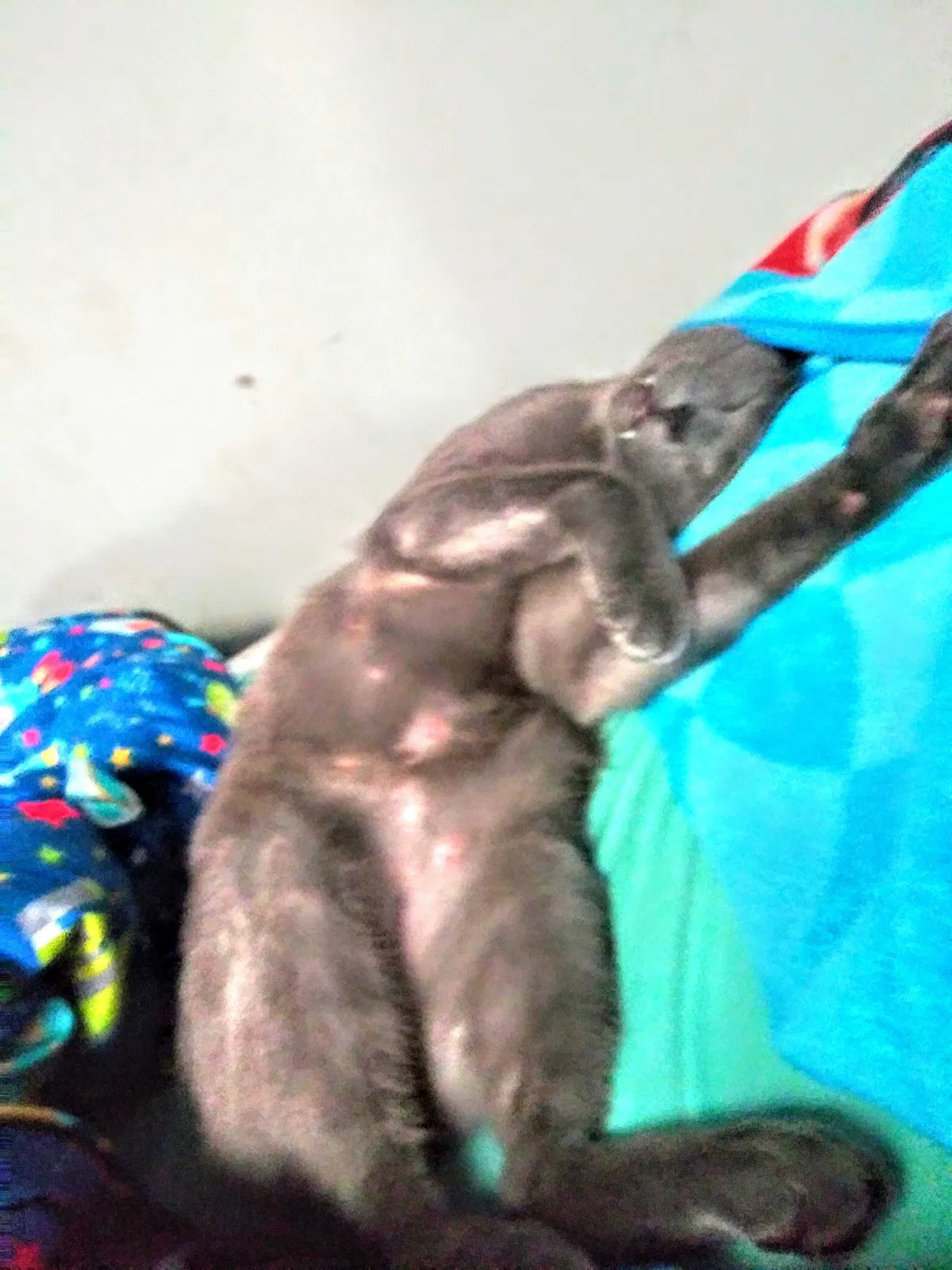 Lost cat in Tuscaloosa, AL, 35405