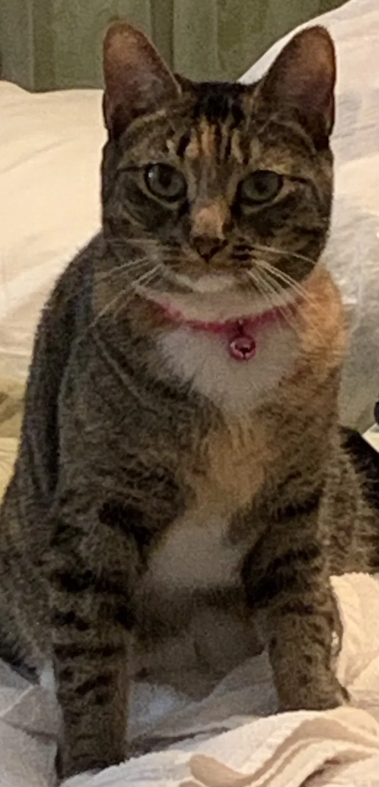 Lost cat in Miami, FL, 33162