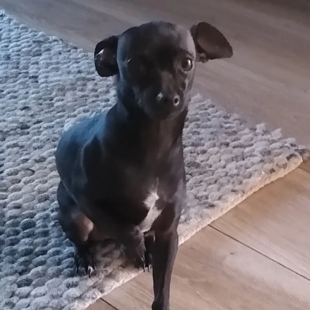 Lost dog in Carmichael, CA, 95608