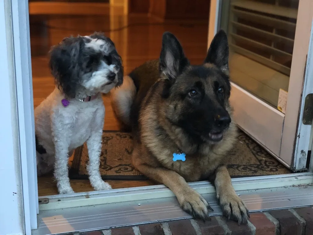 Lost dog in Kingston Springs, TN, 37082