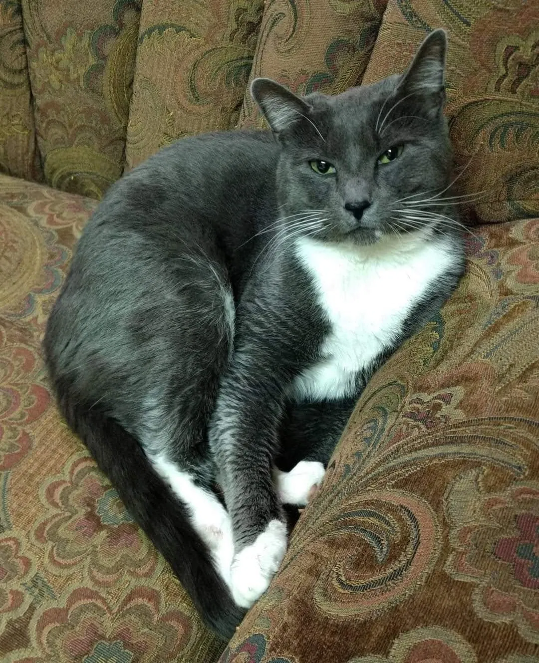 Lost cat in Marshall, NC, 28753