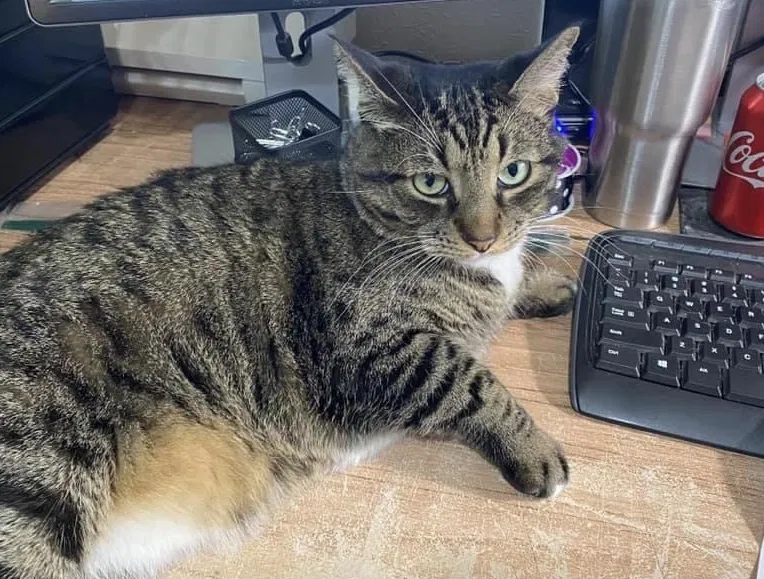 Lost cat in Shreveport, LA, 71107