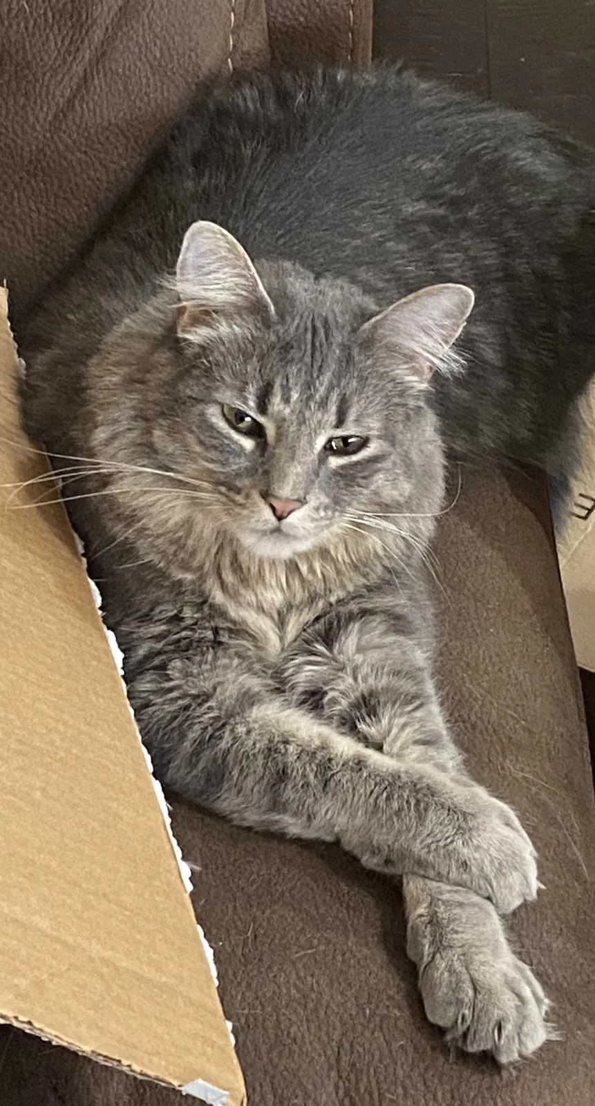 Lost cat in New Braunfels, TX, 78132