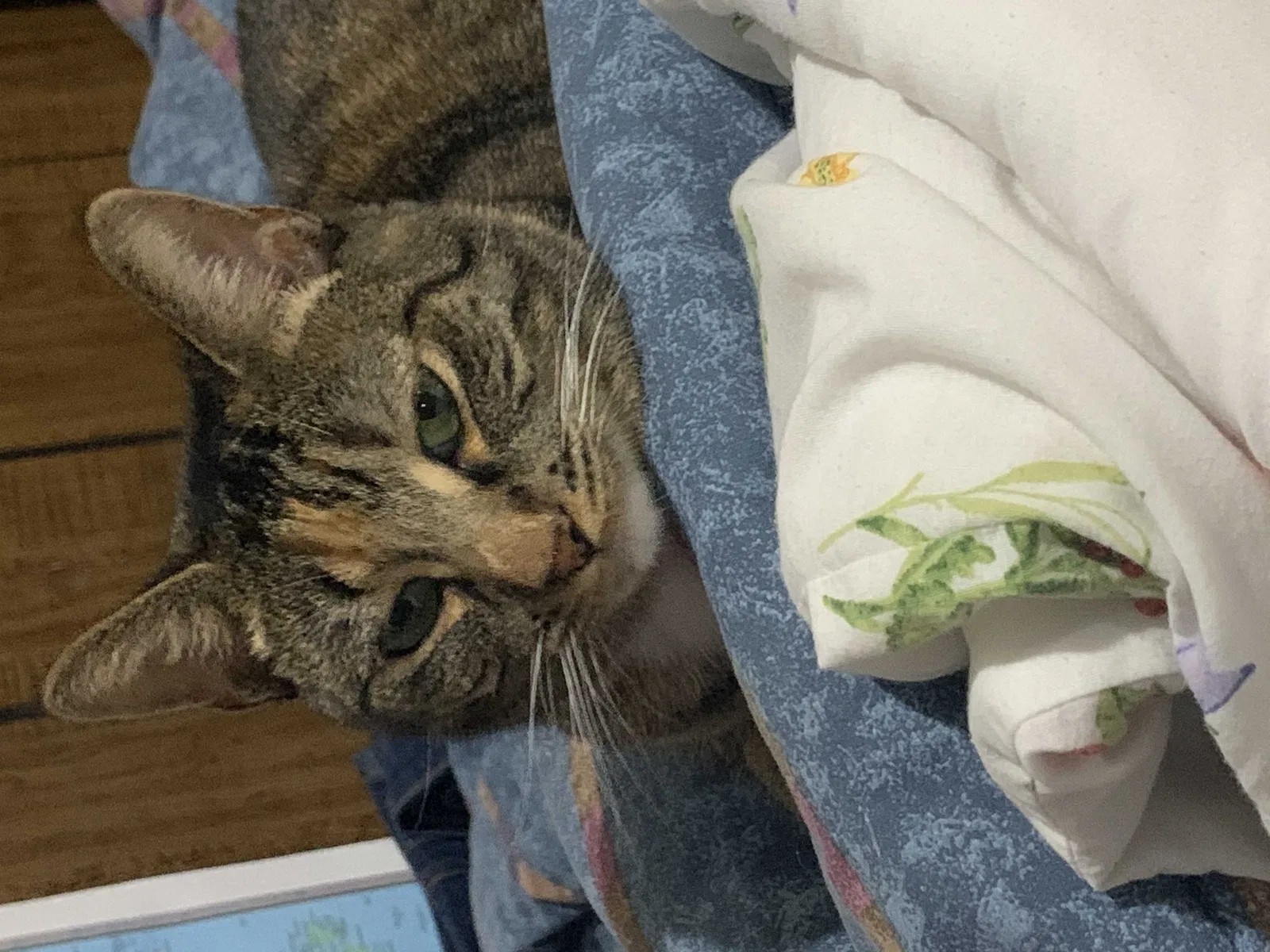 Found cat in Miami, FL, 33162