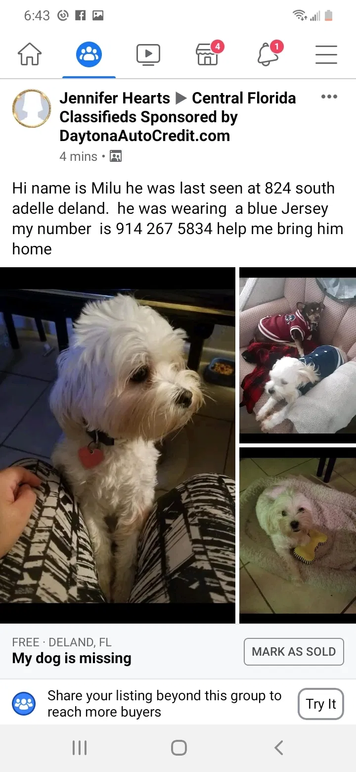 Lost dog in Deland, FL, 32720