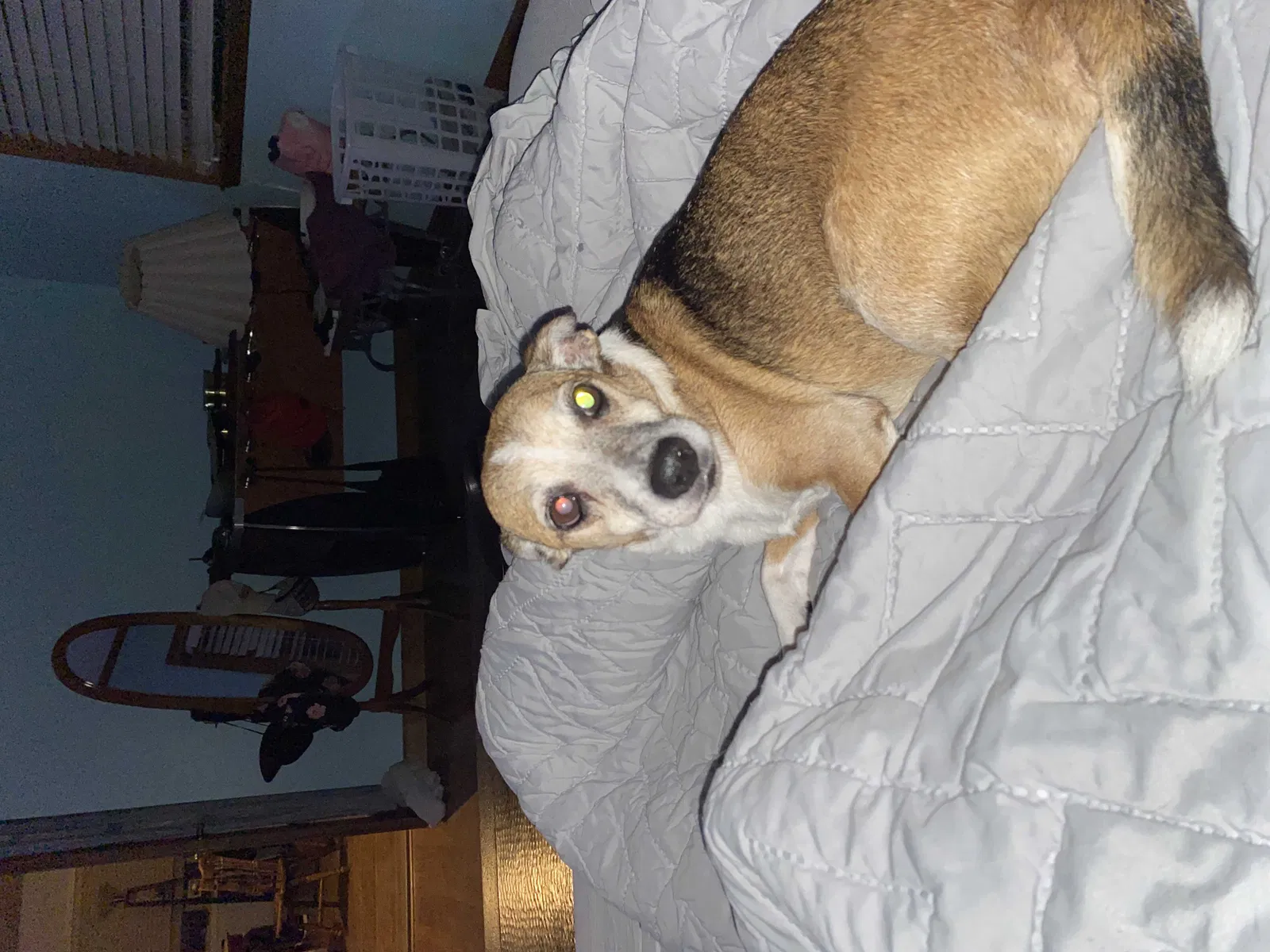 Lost dog in Jacksonville, FL, 32211