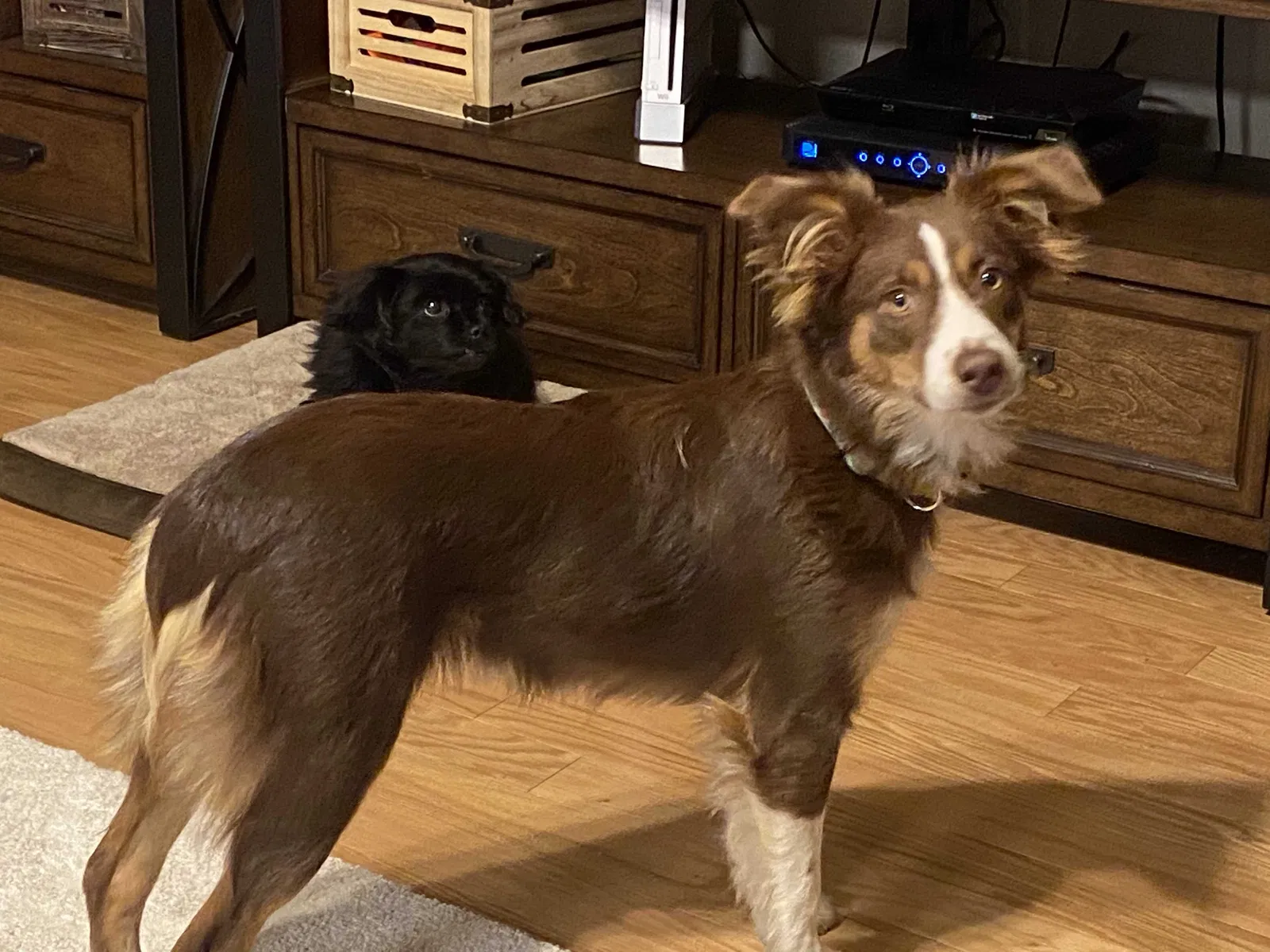 Lost dog in Enoree, SC, 29335