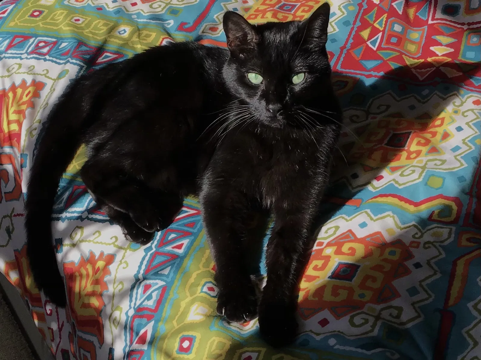 Lost cat in Columbus, OH, 43221