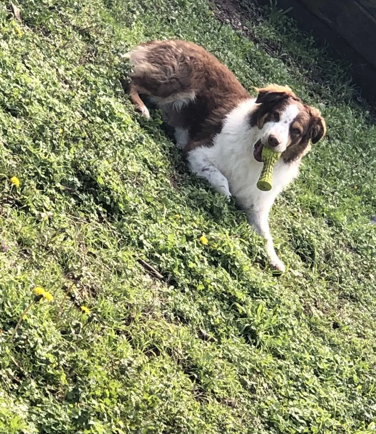 Lost dog in Fort Worth, TX, 76120