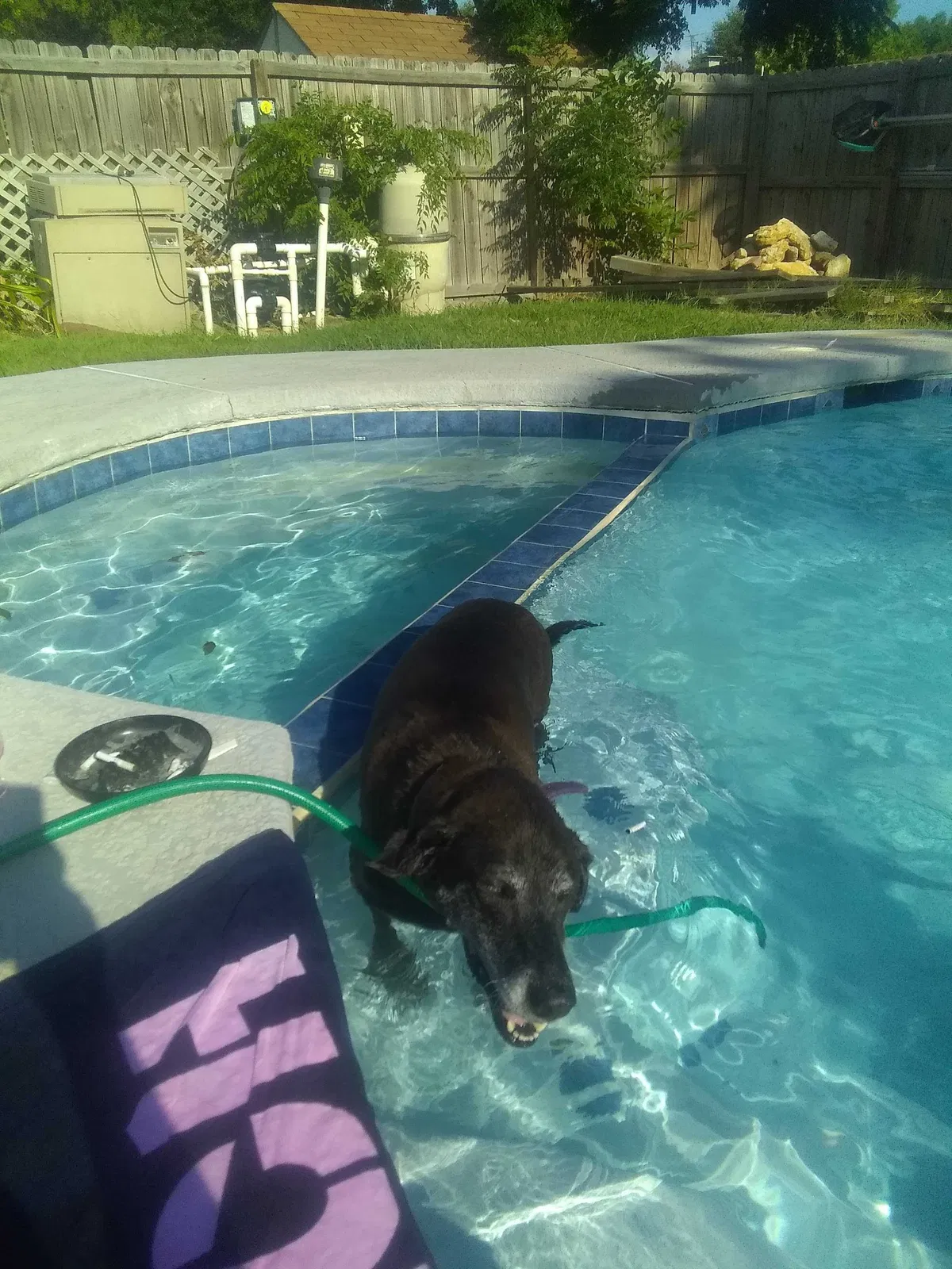 Lost dog in Fort Worth, TX, 76179