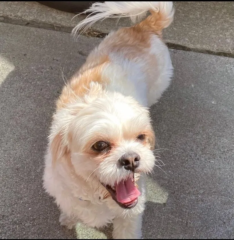 Lost dog in Detroit, MI, 48227