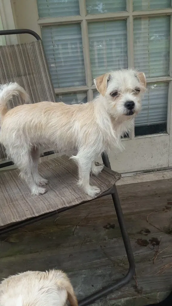 Lost dog in Unknown, SC, 29486