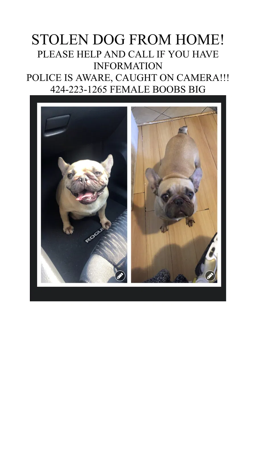 Lost dog in Compton, CA, 90222
