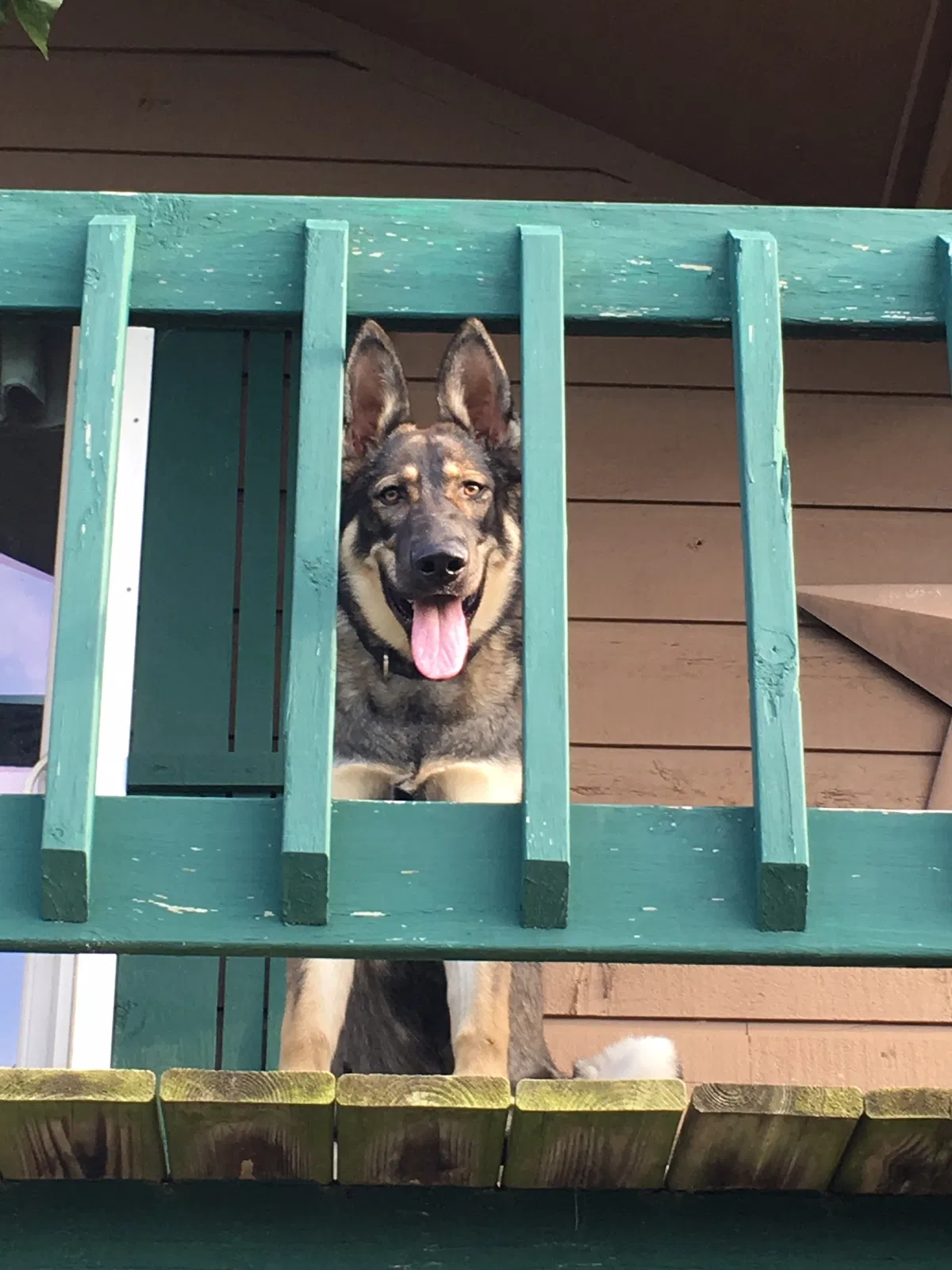 Lost dog in Linn Creek, MO, 65052