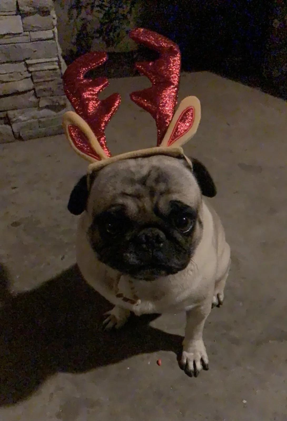 Lost dog in Fresno, CA, 93705