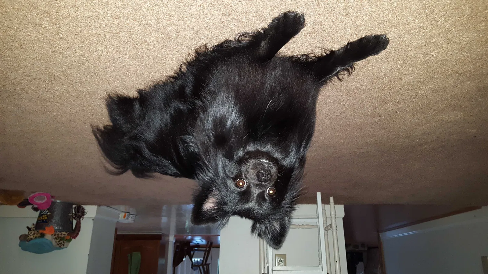 Lost dog in Waynesville, NC, 28786