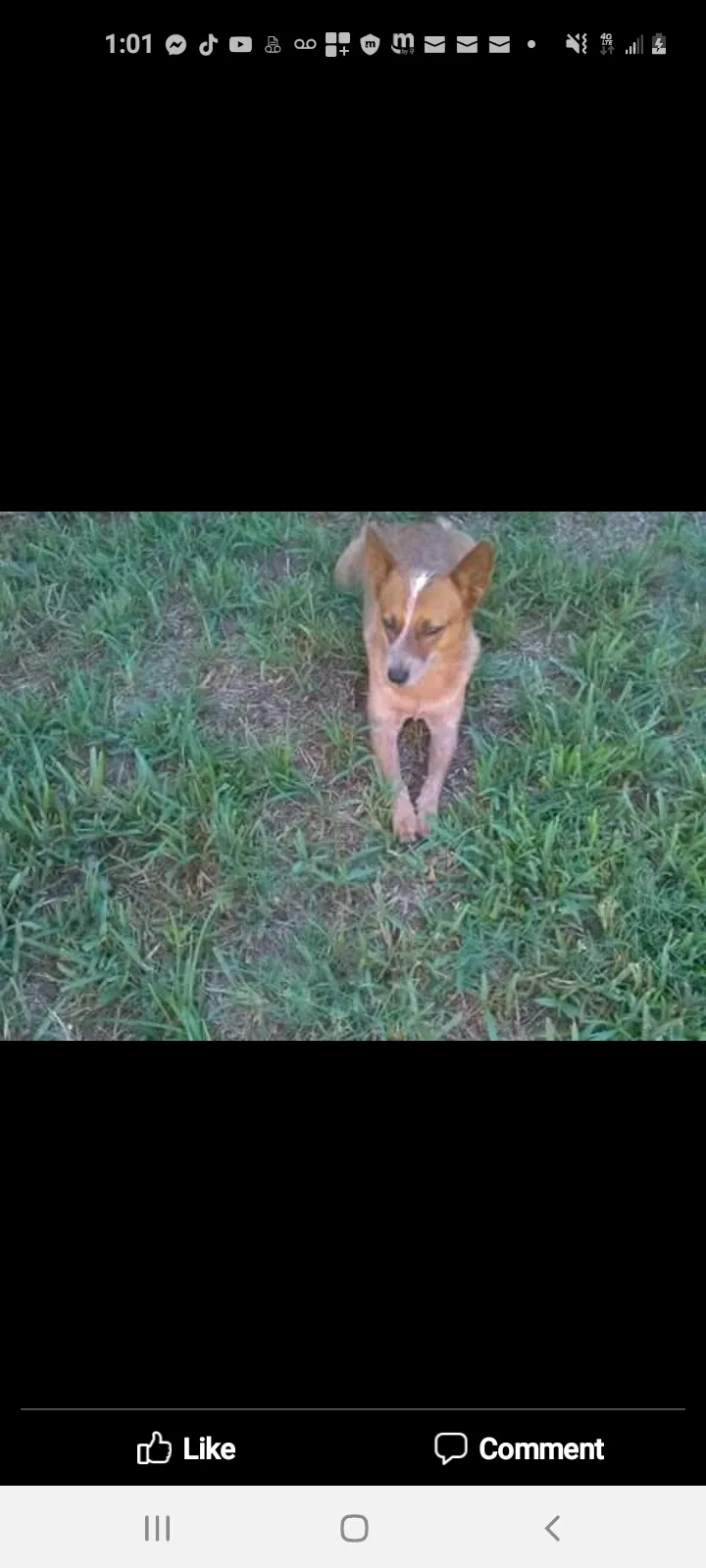 Lost dog in Ocala, FL, 34480
