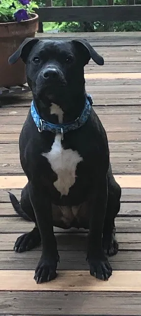 Lost dog in Bostic, NC, 28018
