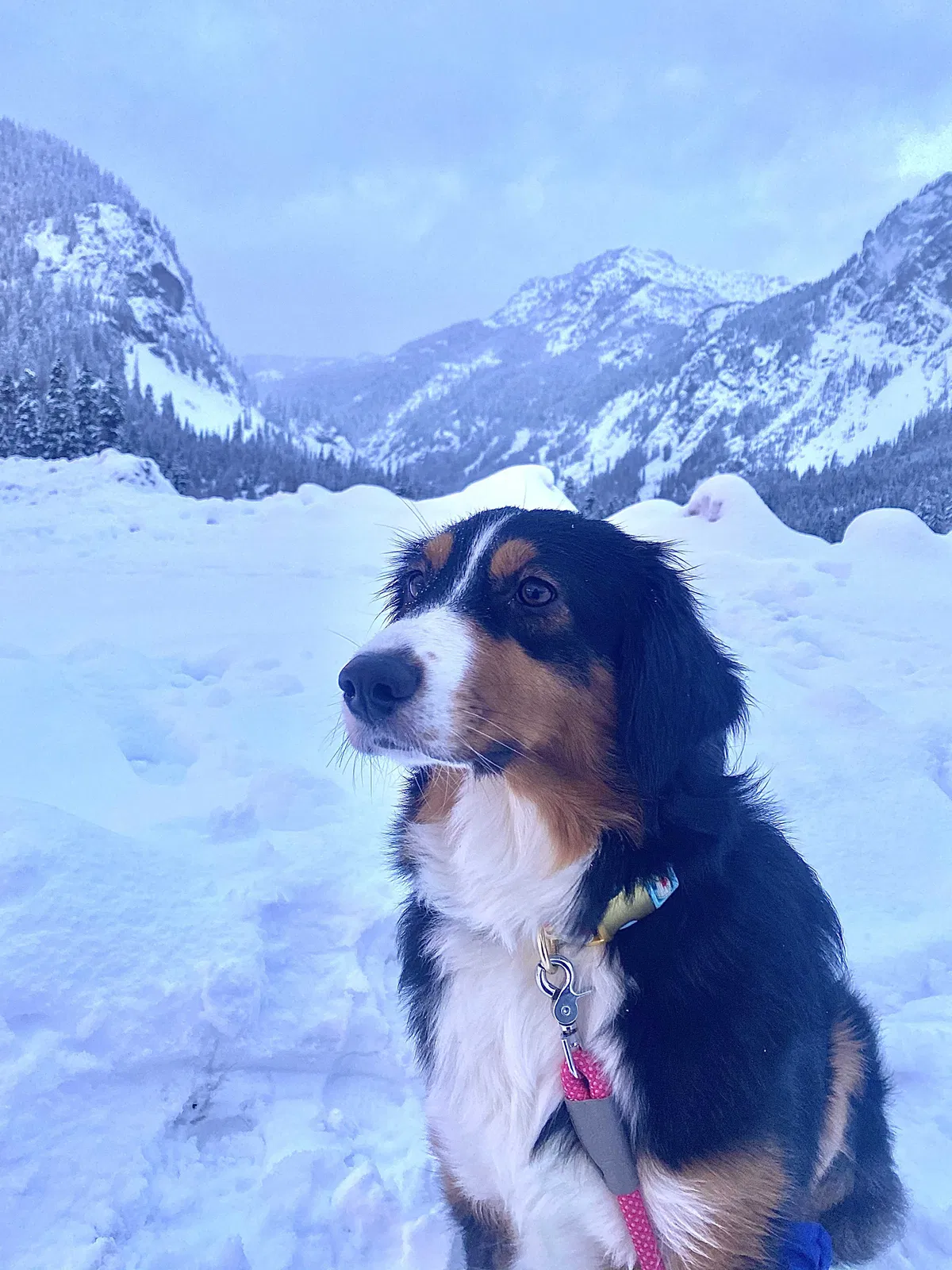 Lost dog in Seattle, WA, 98198
