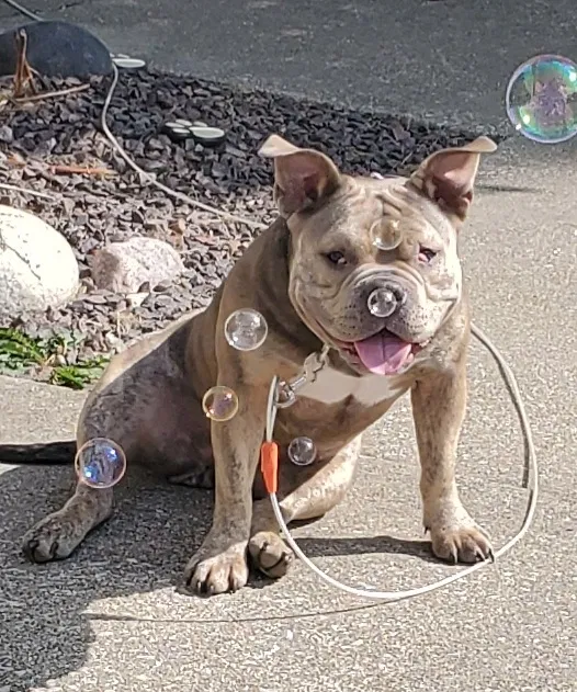 Lost dog in Glenarm, IL, 62536