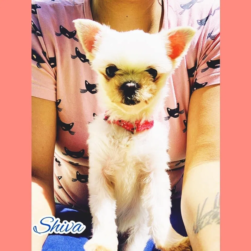 Lost dog in Jacksonville, NC, 28540