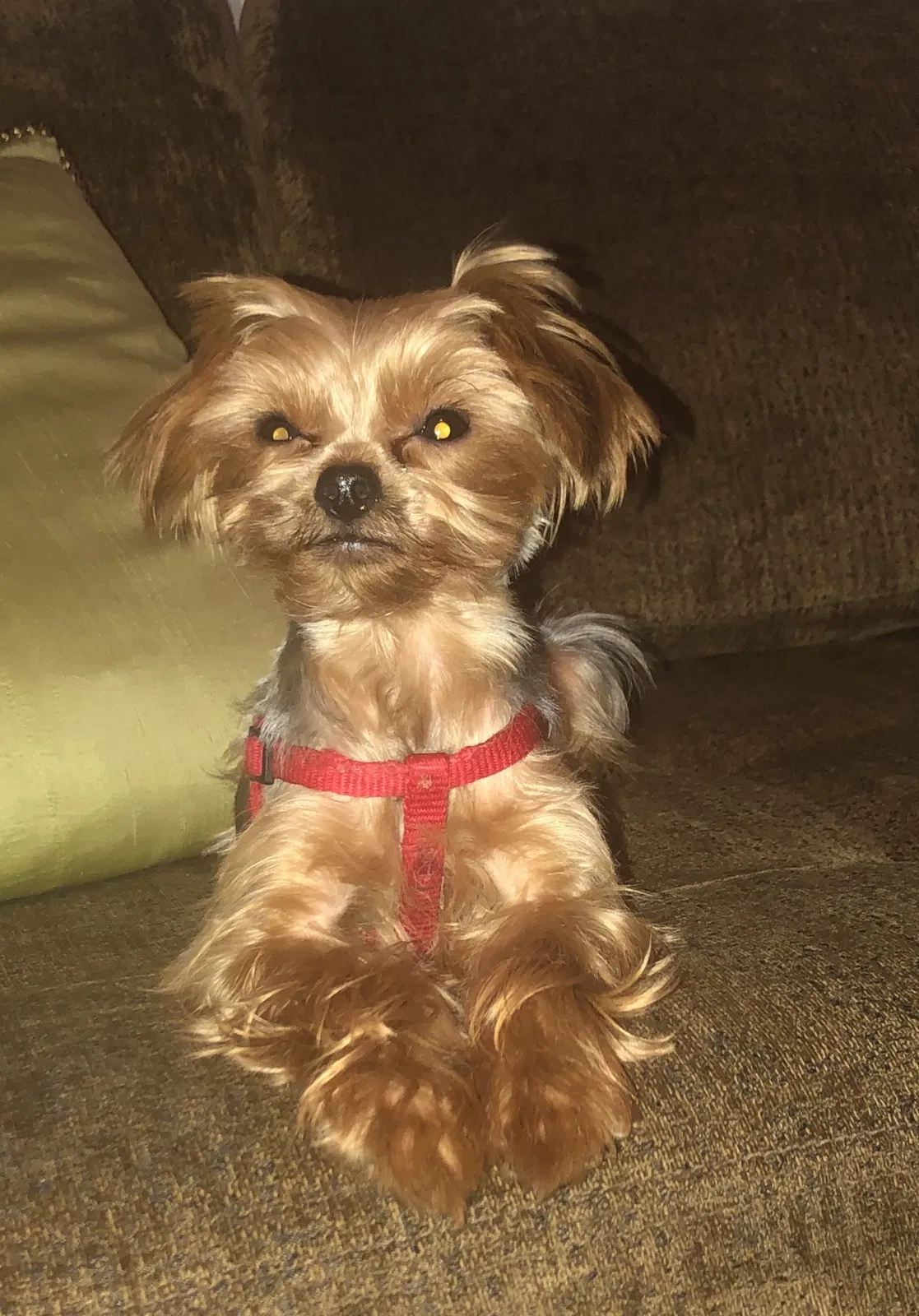 Lost dog in San Jacinto, CA, 92582