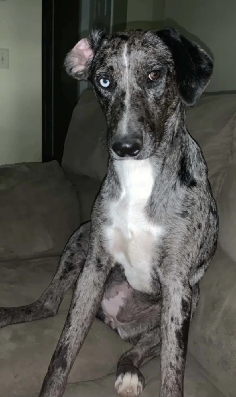 Lost dog in Pearl, MS, 39208