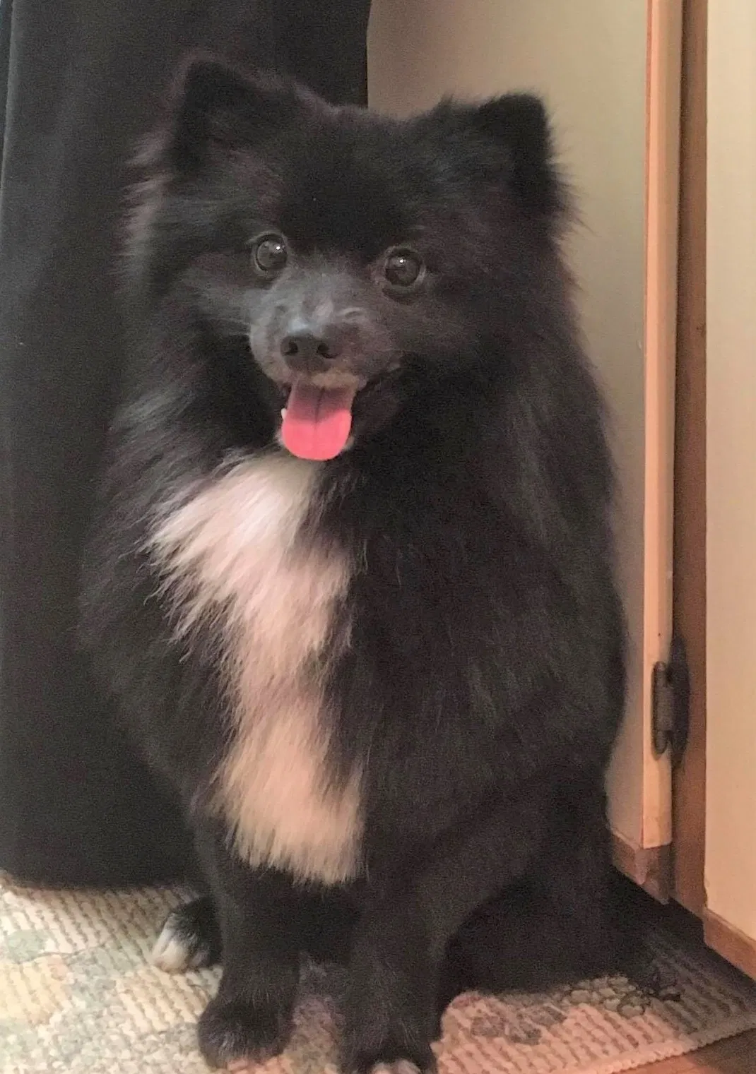 Lost dog in Laurel, MD, 20708