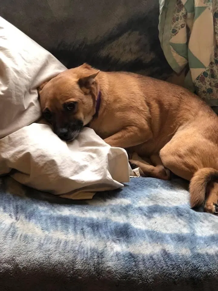 Lost dog in Ypsilanti, MI, 48198