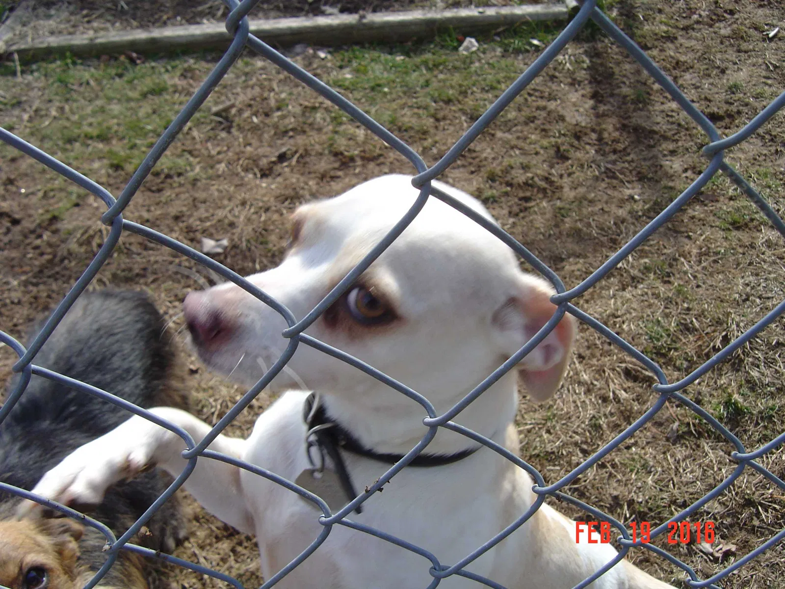 Lost dog in Columbia, MO, 65203