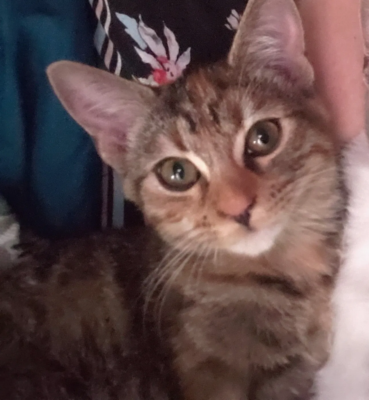 Lost cat in Angleton, TX, 77515