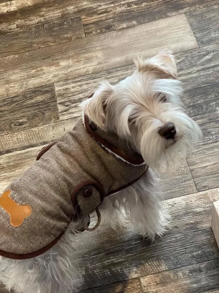 Lost dog in Odessa, TX, 79763