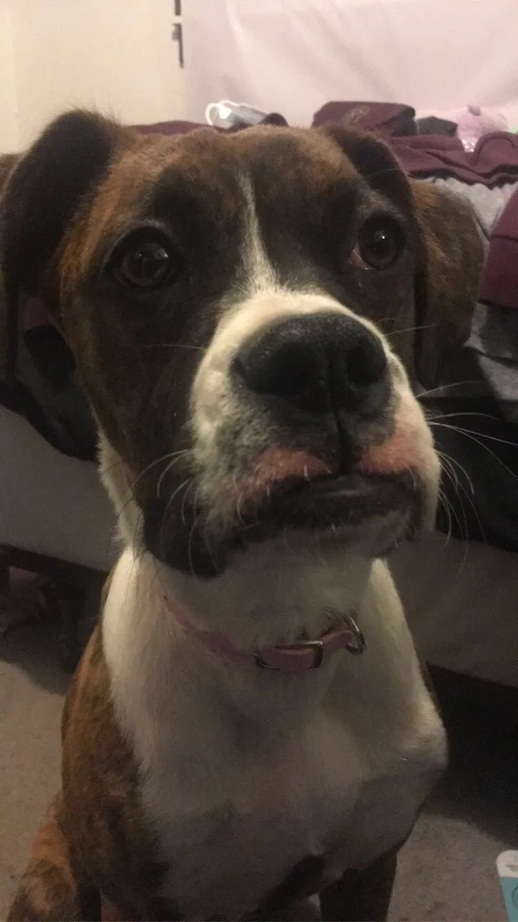 Lost dog in Lubbock, TX, 79404