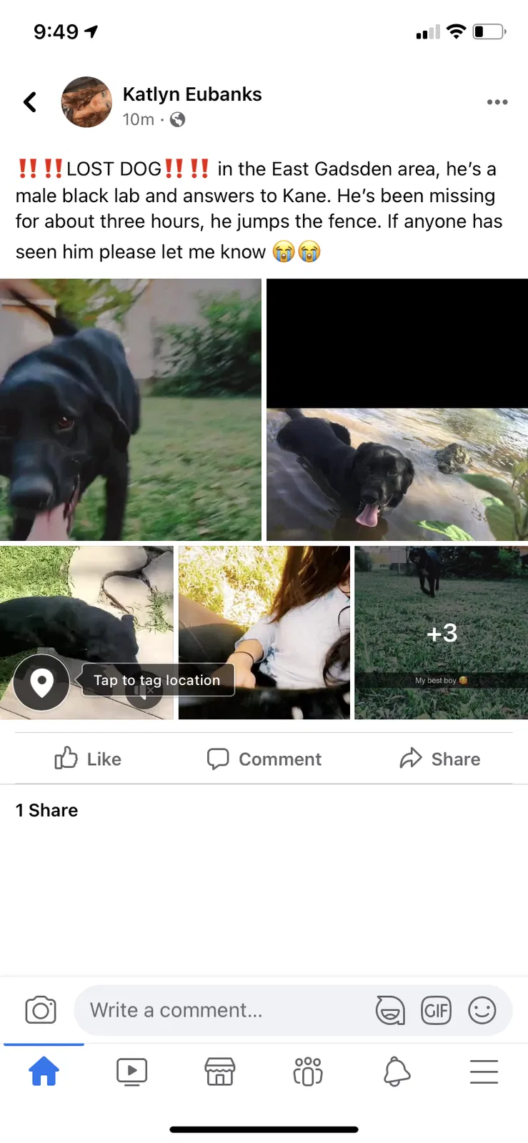 Lost dog in Gadsden, AL, 35903