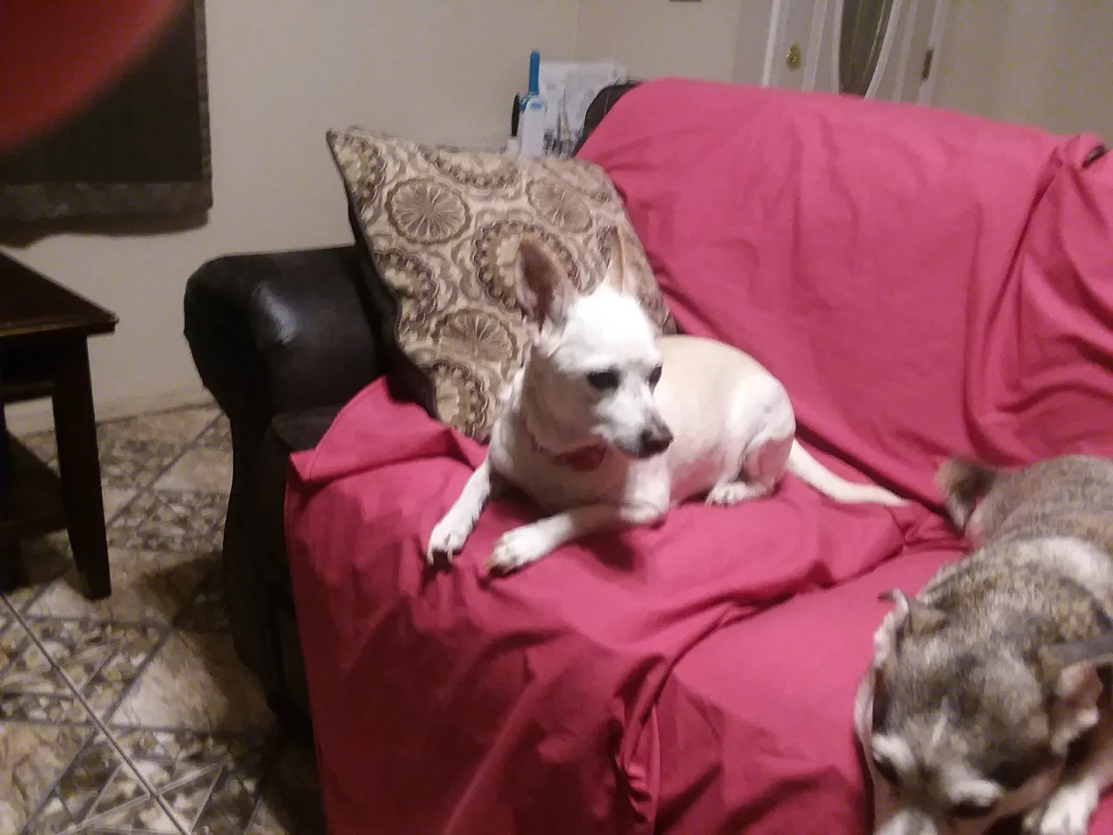 Lost dog in Fresno, CA, 93728