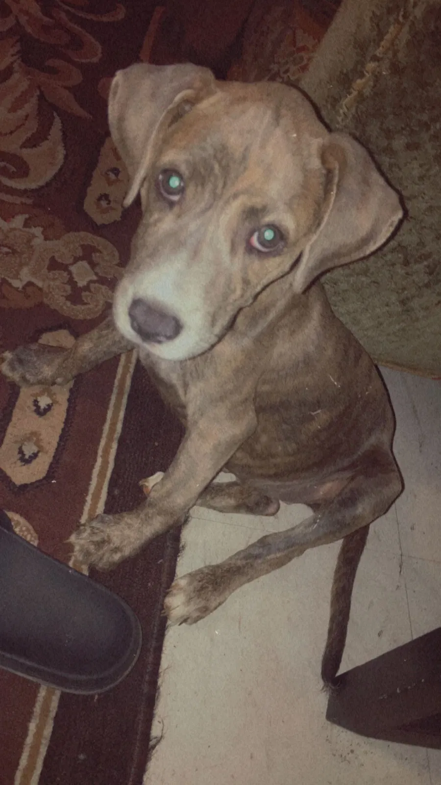 Lost dog in Tyler, TX, 75707