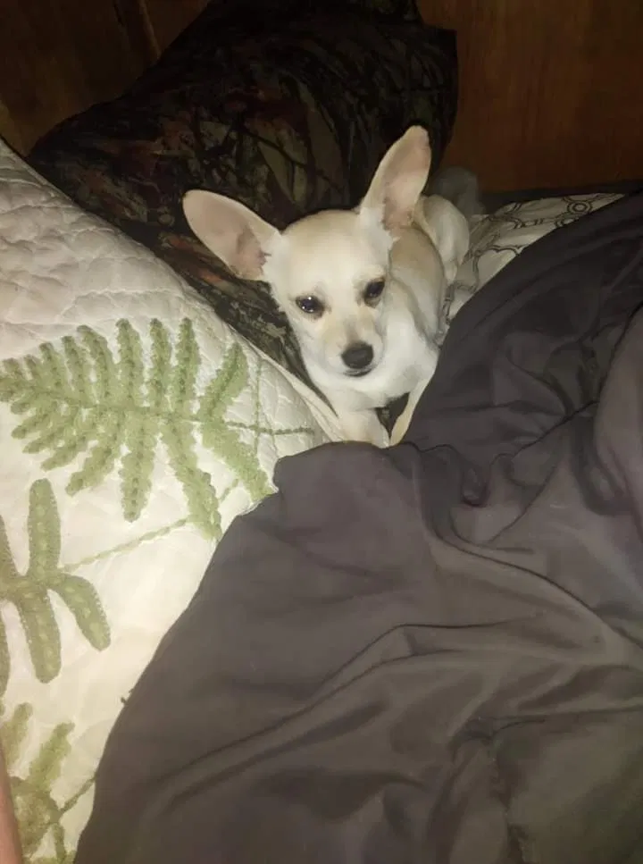 Lost dog in Denmark, TN, 38391