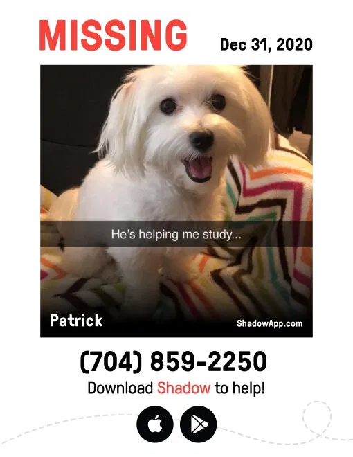 Lost dog in Pineville, NC, 28134