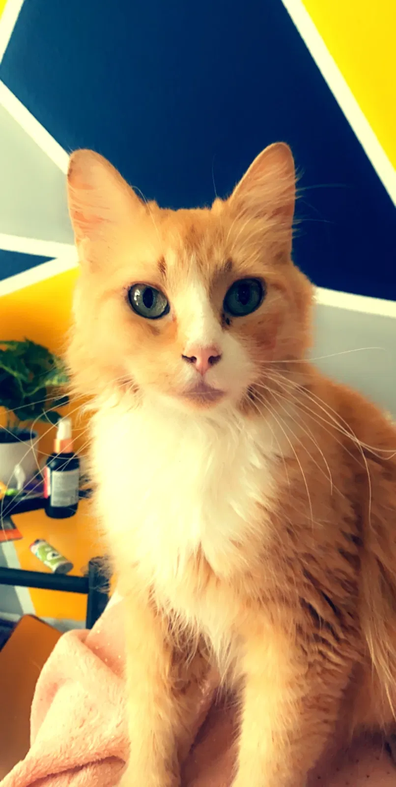 Lost cat in Kissimmee, FL, 34758